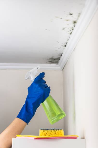 Best Preventive Mold Services in Bethlehem Village, CT